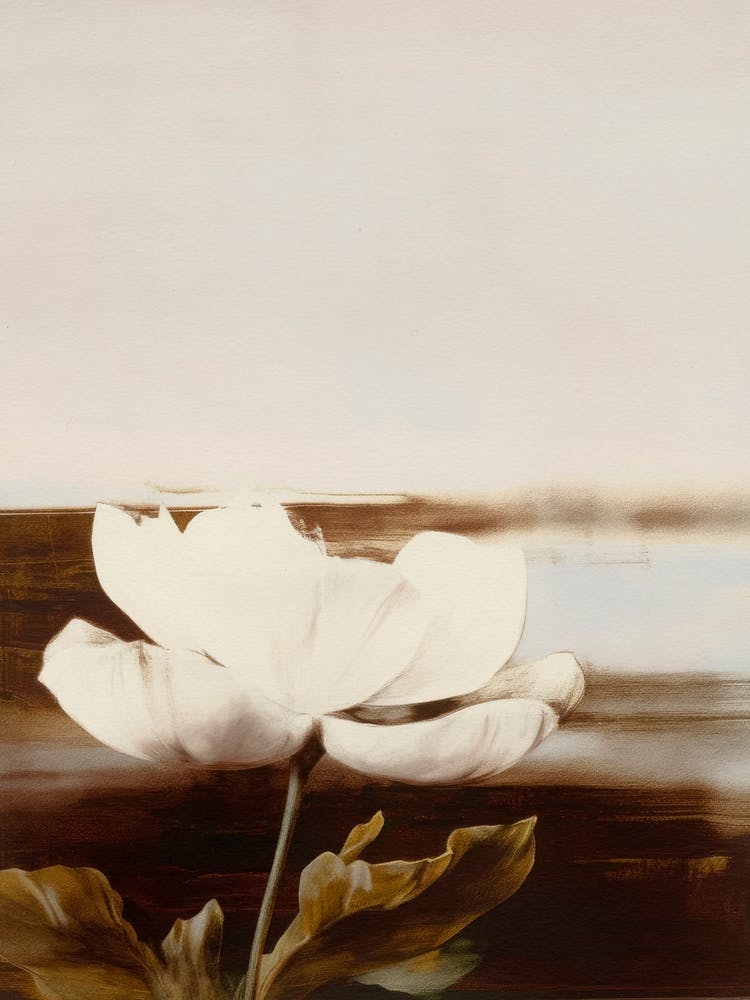 Wild Peony Dream