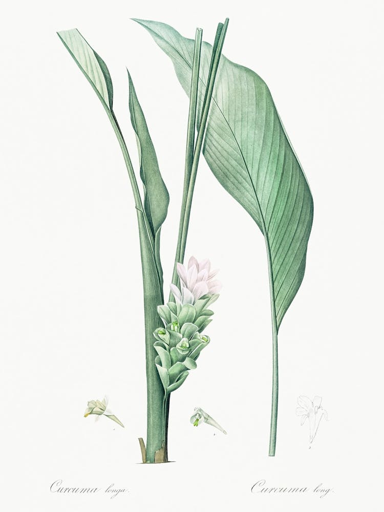 Turmeric, Pierre Joseph Redoute