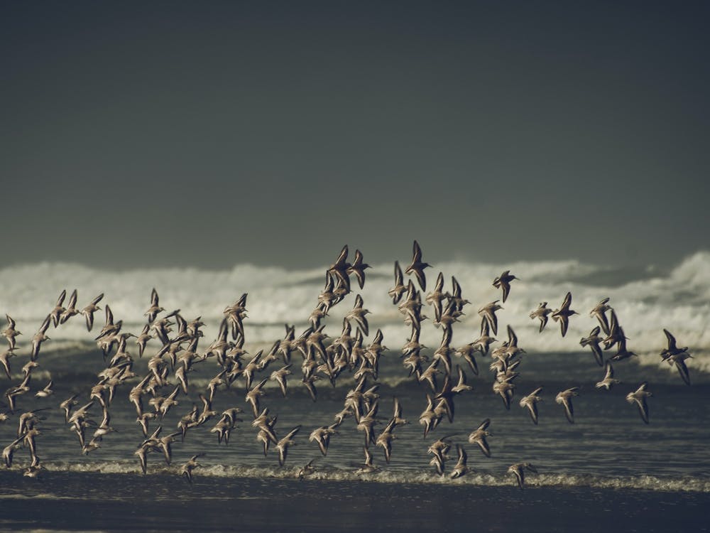 Flock Of Seagulls Ocean wall decor