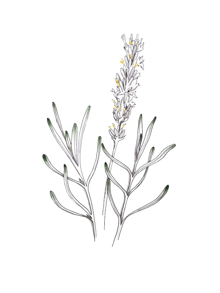Delicate Lavender Illustration