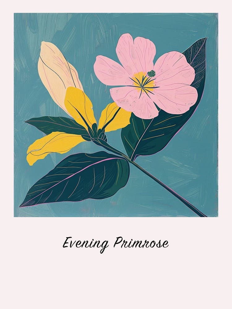 Evening Primrose Square Flower Illustration Poster