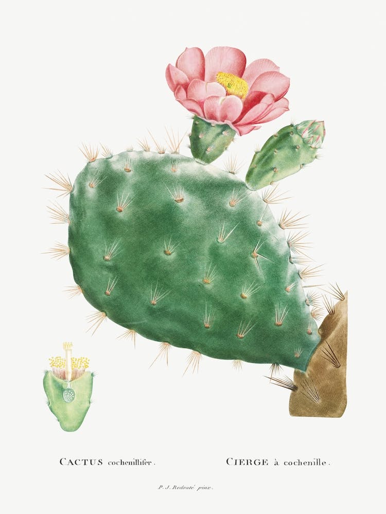 Cactus Cochenillifer Image From Histoire Des Plantes Grasses