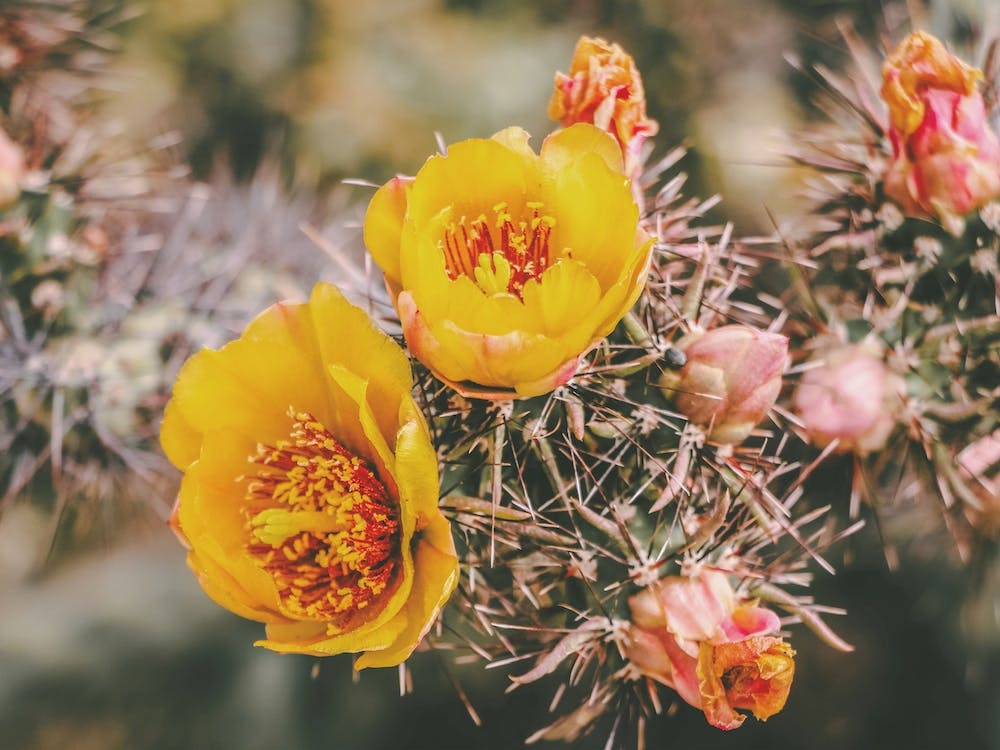 Pastel Cactus Flowers