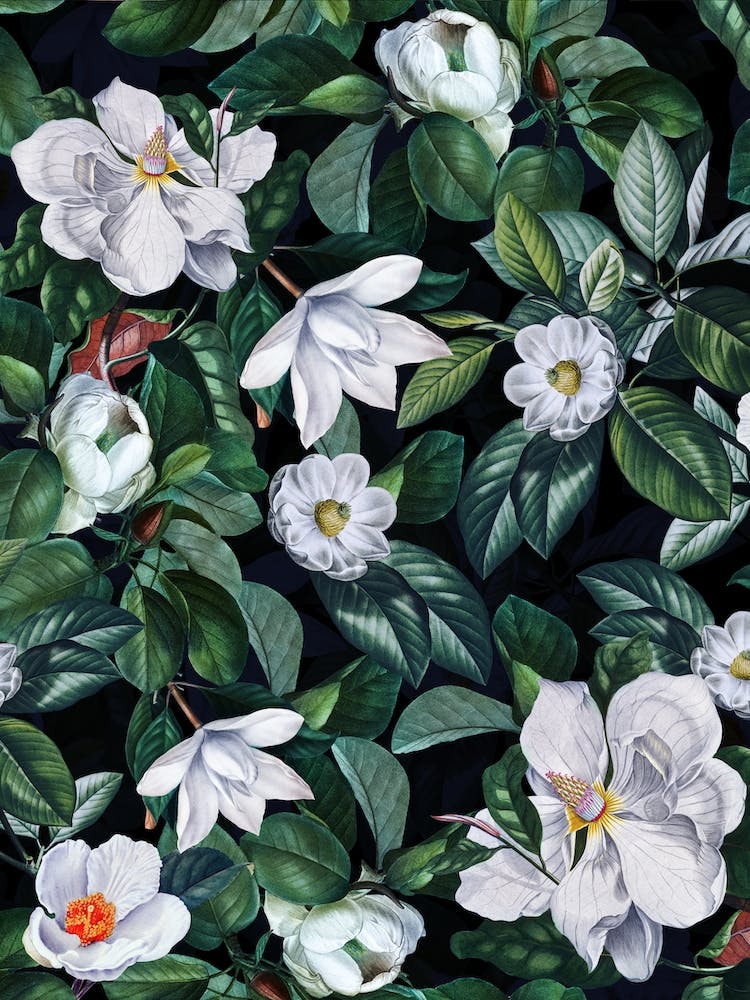 Lush Midnight Magnolia Flowers Garden