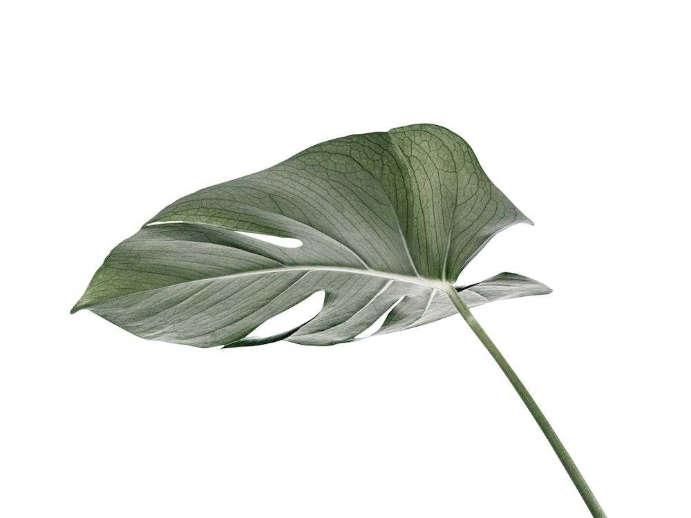 Single Monstera Leaf