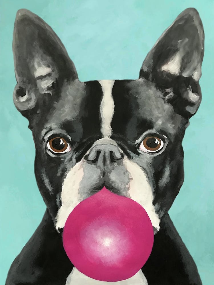Boston Terrier With Bubblegum