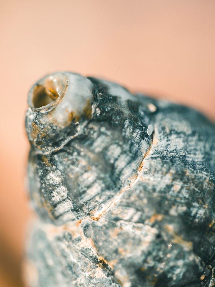 Close Up Of A Shell 1