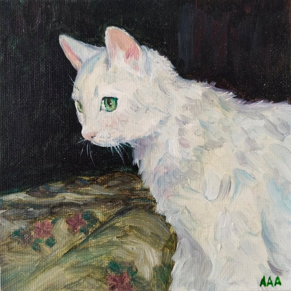 Chat Blanc