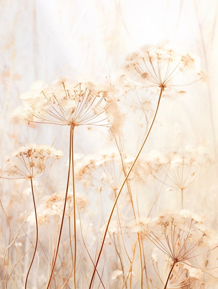 Boho Dried Flowers Queen Annes Lace 11