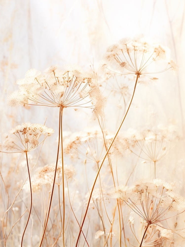 Boho Dried Flowers Queen Annes Lace 11