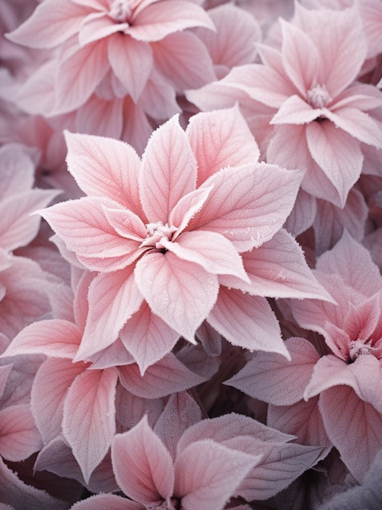 Frosty Botanical Poinsettia 4