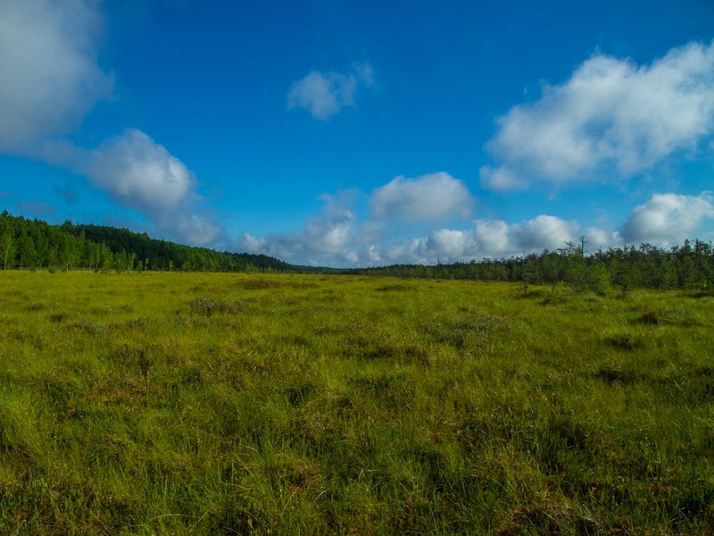 Grassy Meadow With Clouds