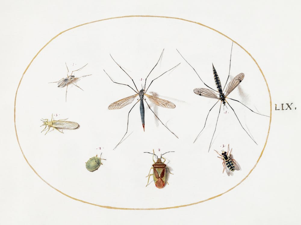 Seven Insects, Including A Hawthorn Shield Bug, Crane Flies, And A Hoverfly, Joris Hoefnagel