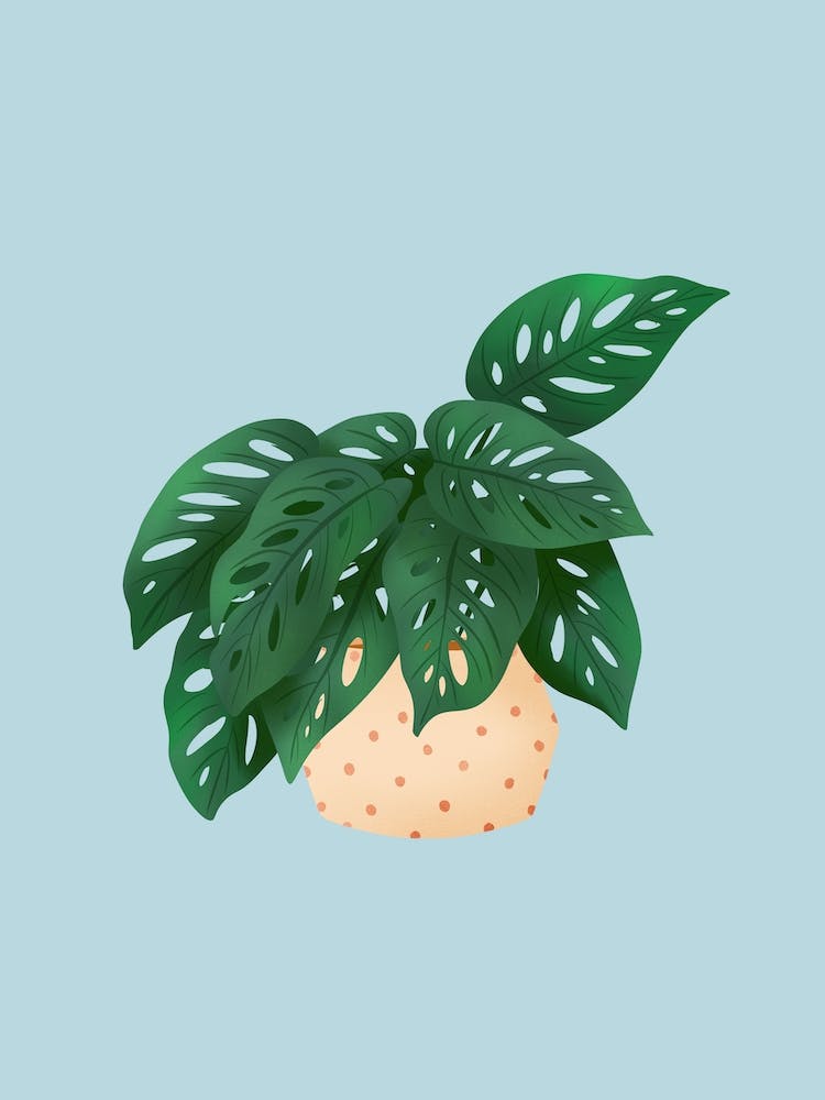 Monstera Adansonii On Blue