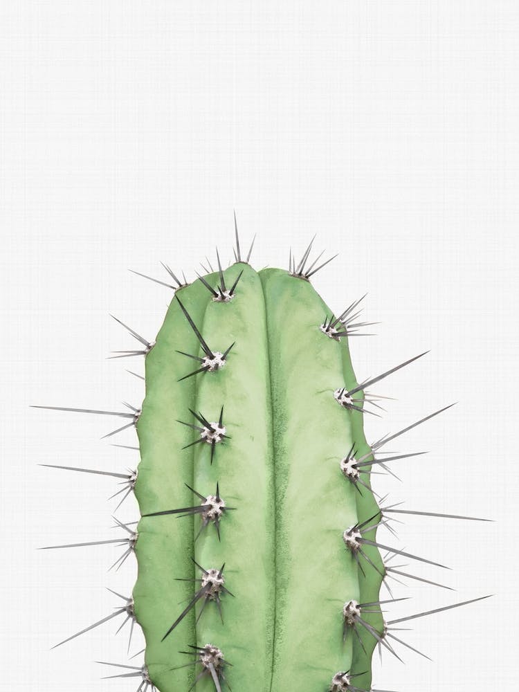 Cactus 2