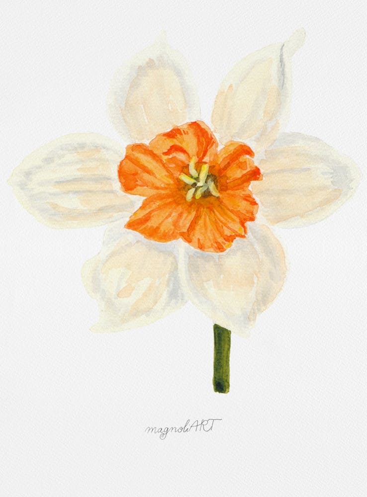 Daffodil 8