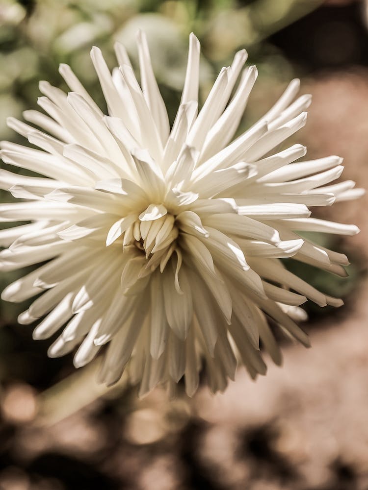 Summer Bloom