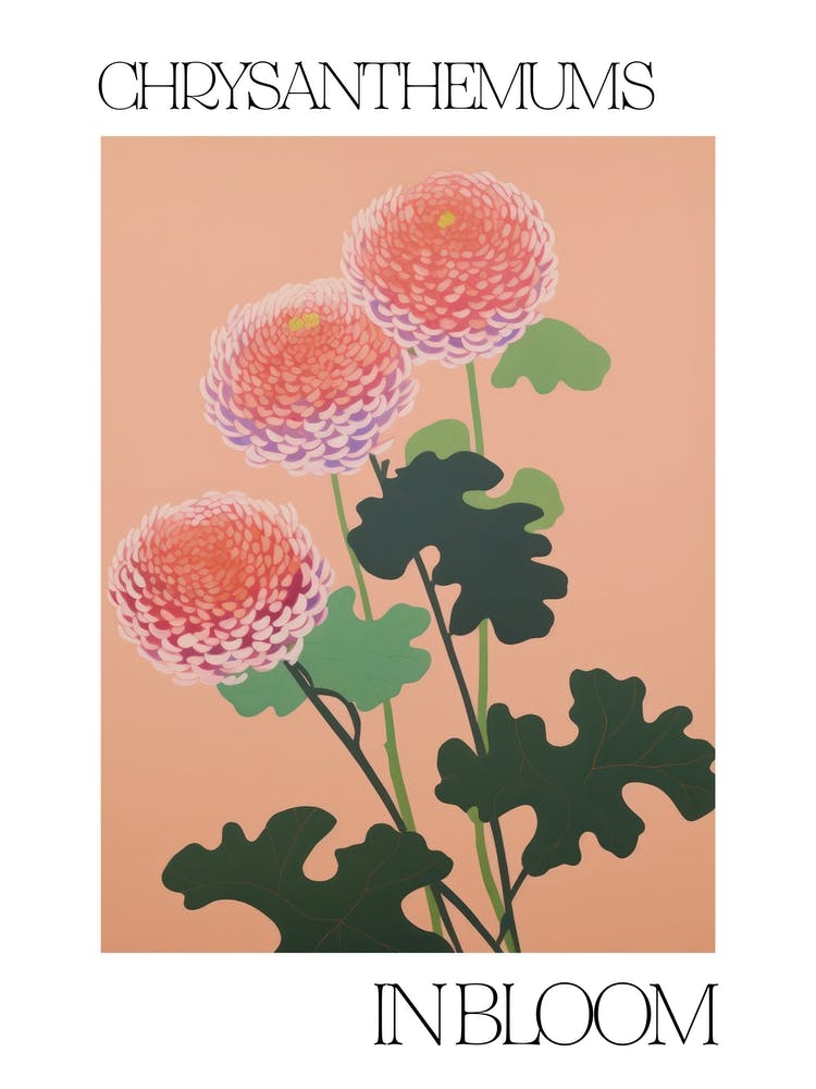 Chrysanthemums In Bloom Flowers Bold Illustration 1