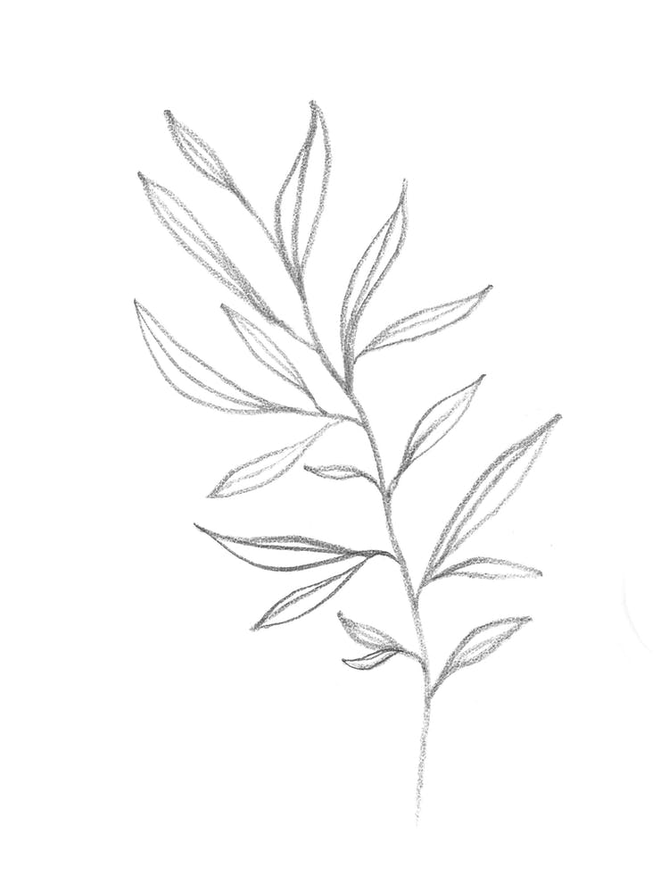 Drawing A Palm Leaf