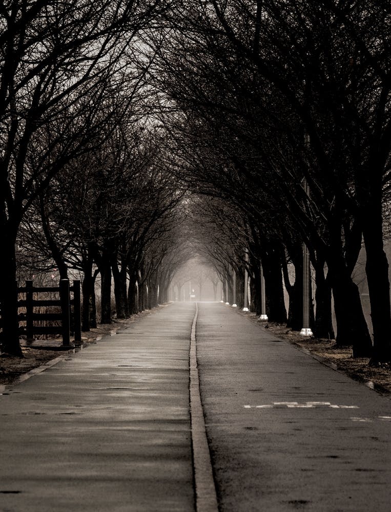 Path Through The Trees