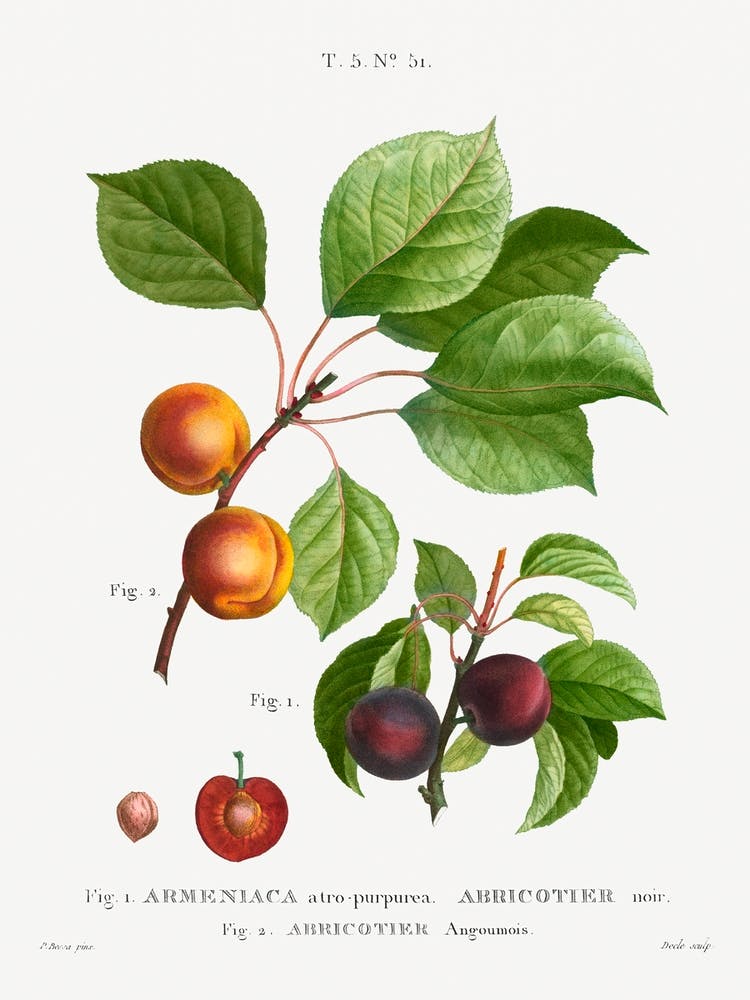 Abricot, Pierre Joseph Redoute