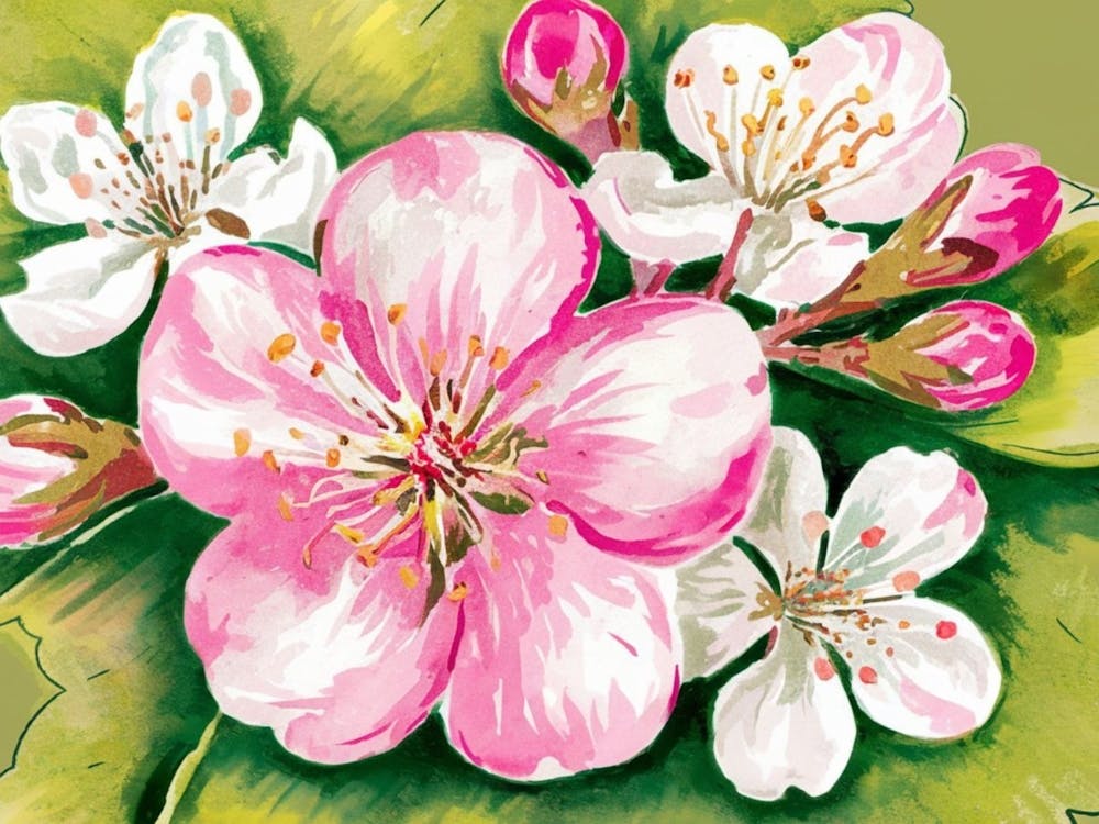 Cherry Blossoms 7