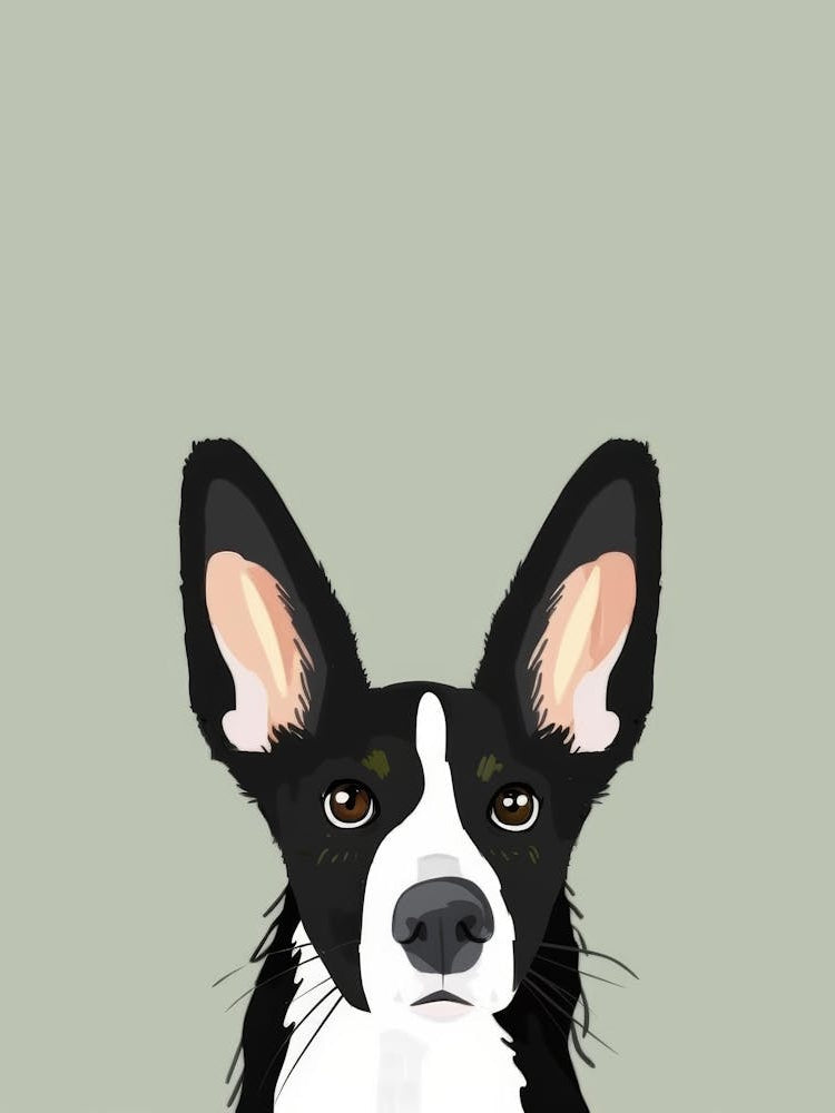 Border Collie 1
