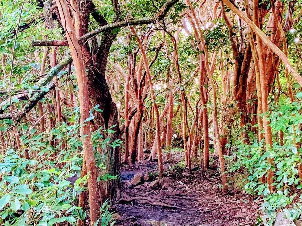 Hawaiian Forest (Maui Series)