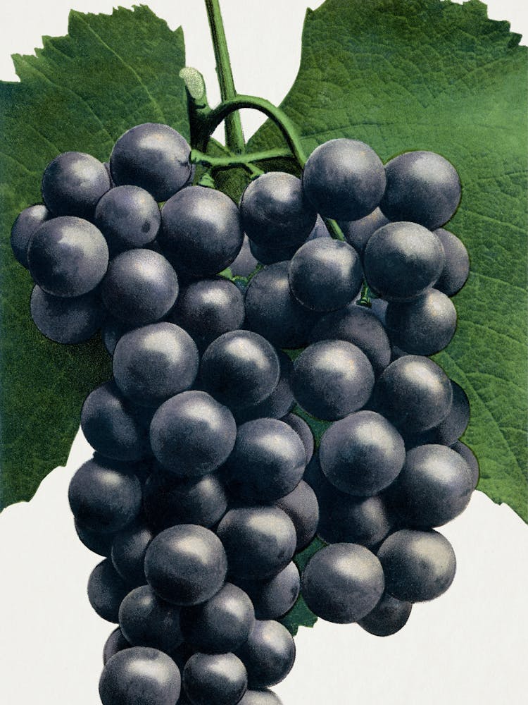Black Grapes
