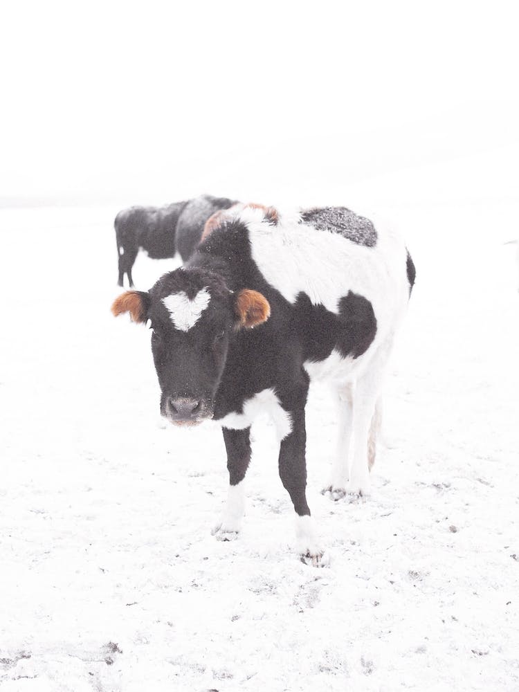 Winter Cow