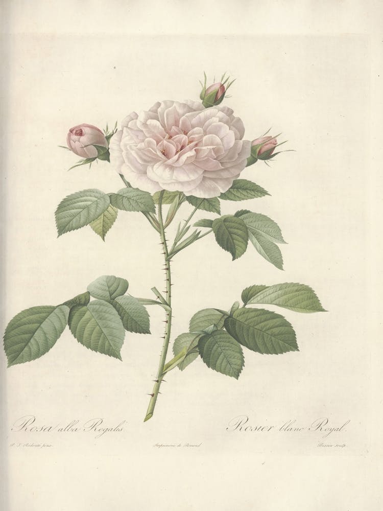 Rose Illustration, Pierre Joseph Redoute (9) 1