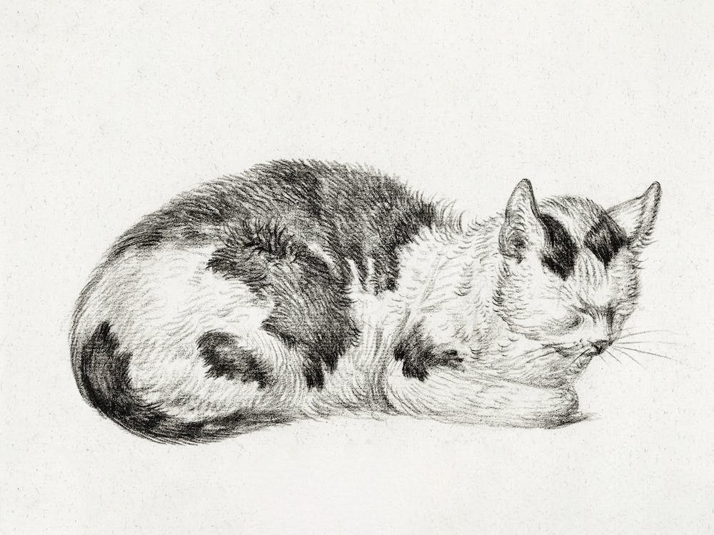 Lying Cat (1828), Jean Bernard