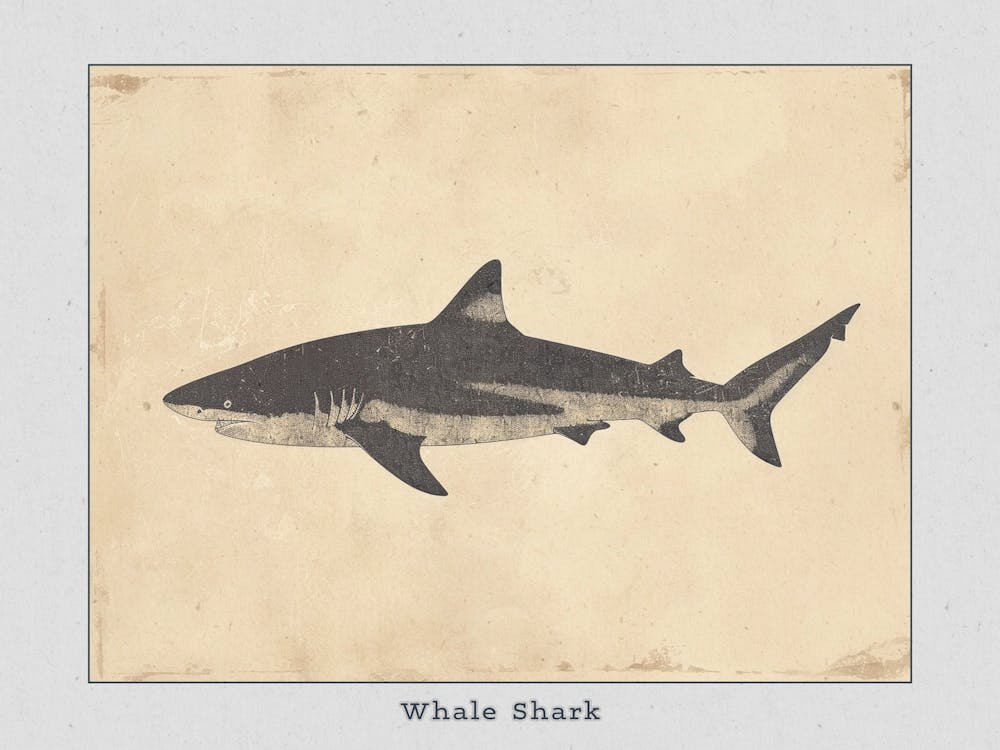 Whale Shark Grey Silhouette 4 Poster