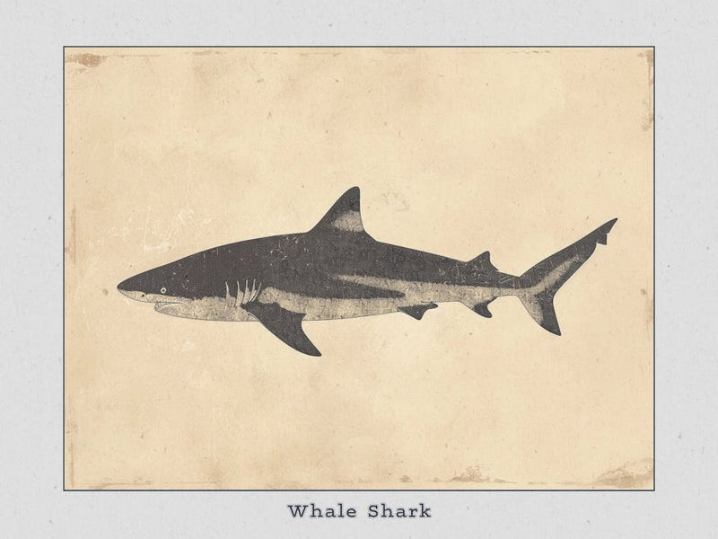 Whale Shark Grey Silhouette 4 Poster