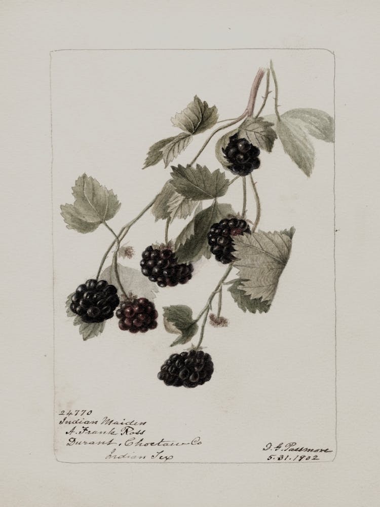 Brombeere