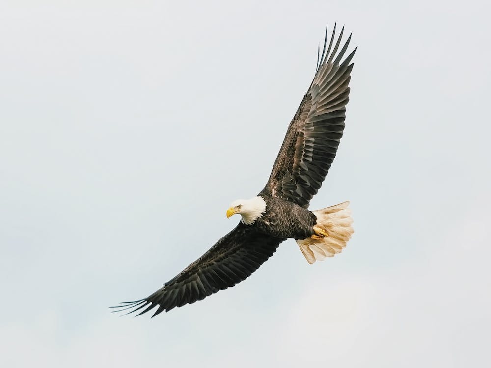 Flying Bald Eagle