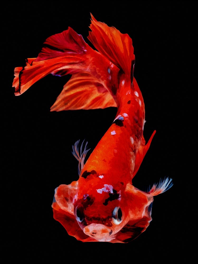 Betta Fish Nemo Digital Painting