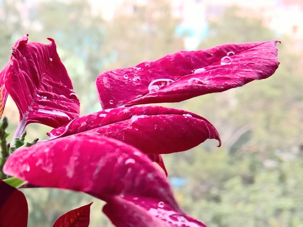 Poinsettia Flower In Rain 1
