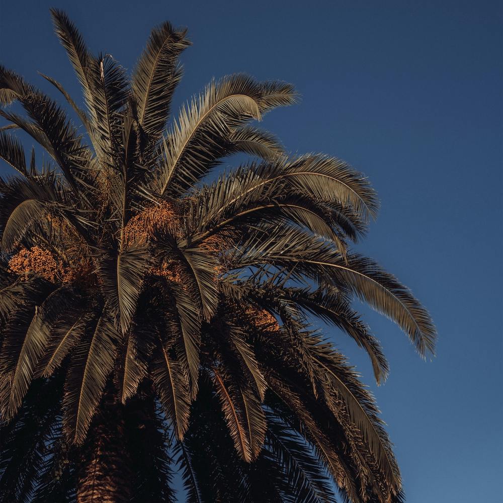 Palm Tree And Clear Blue Sky St Sebastian, Spain Square