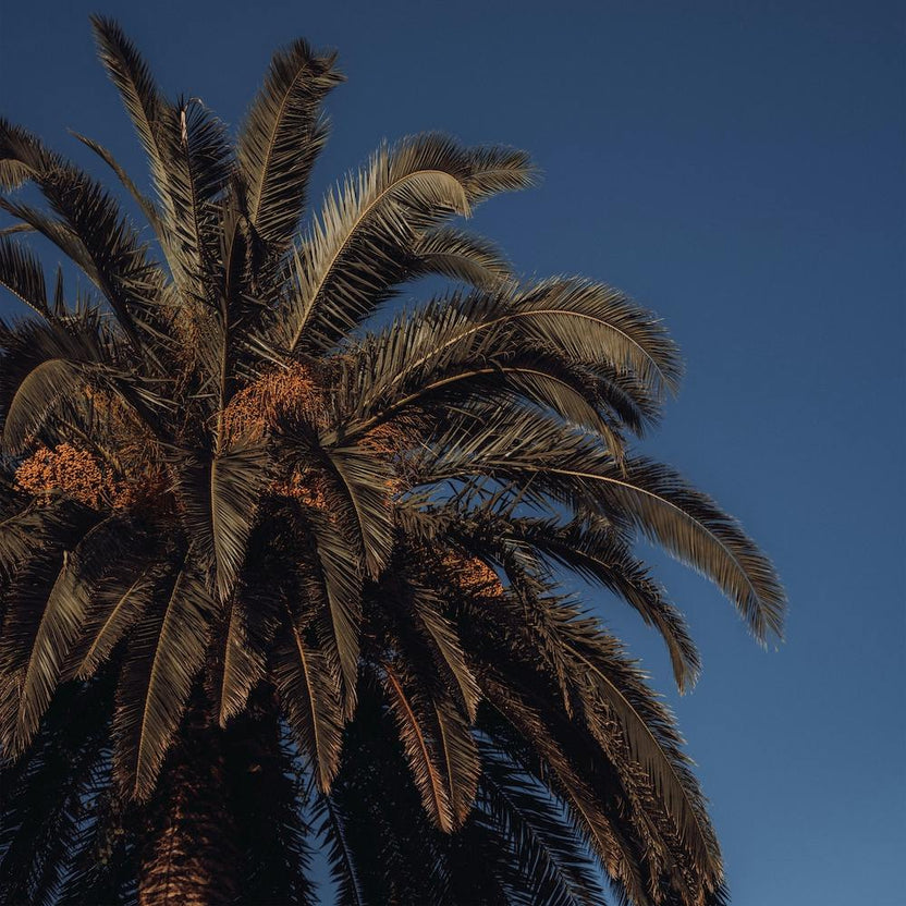 Palm Tree And Clear Blue Sky St Sebastian, Spain Square