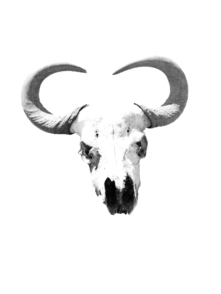 Buffalo Skull Western Wild West Black and White Minimalist Boho