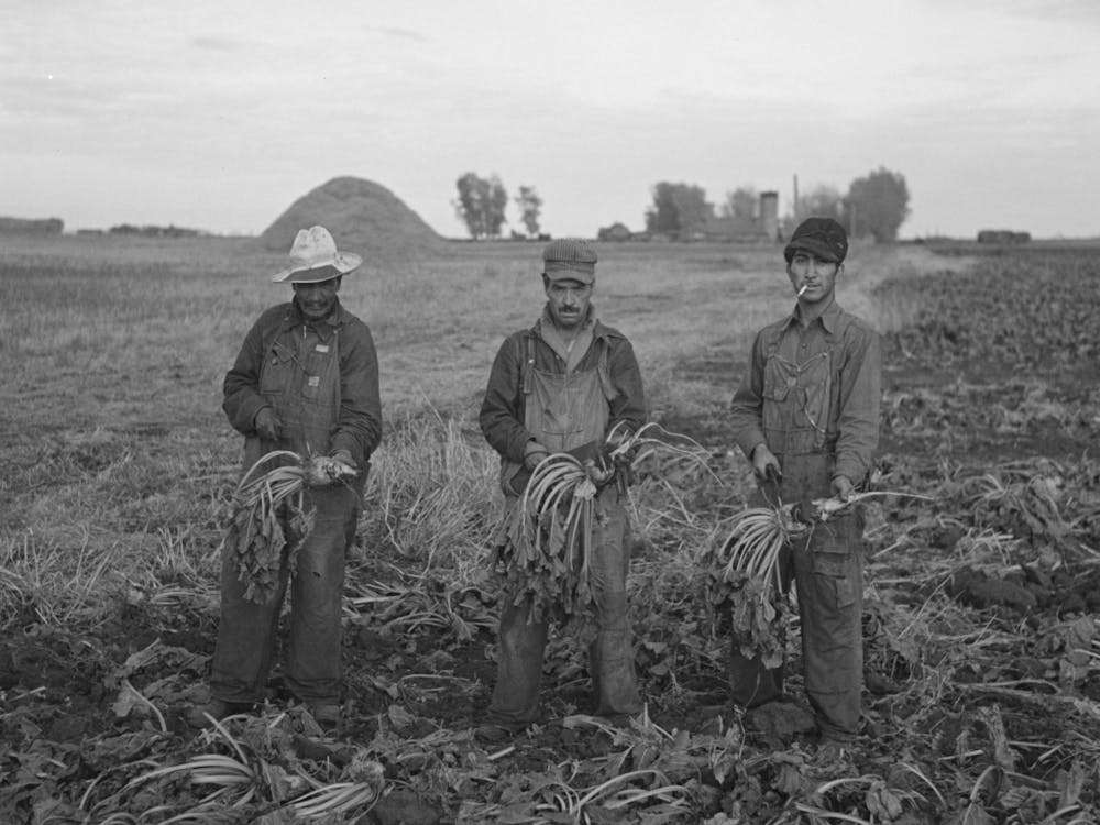 Mexican Beet Workers, Near Fisher, Minnesota By Russell Lee