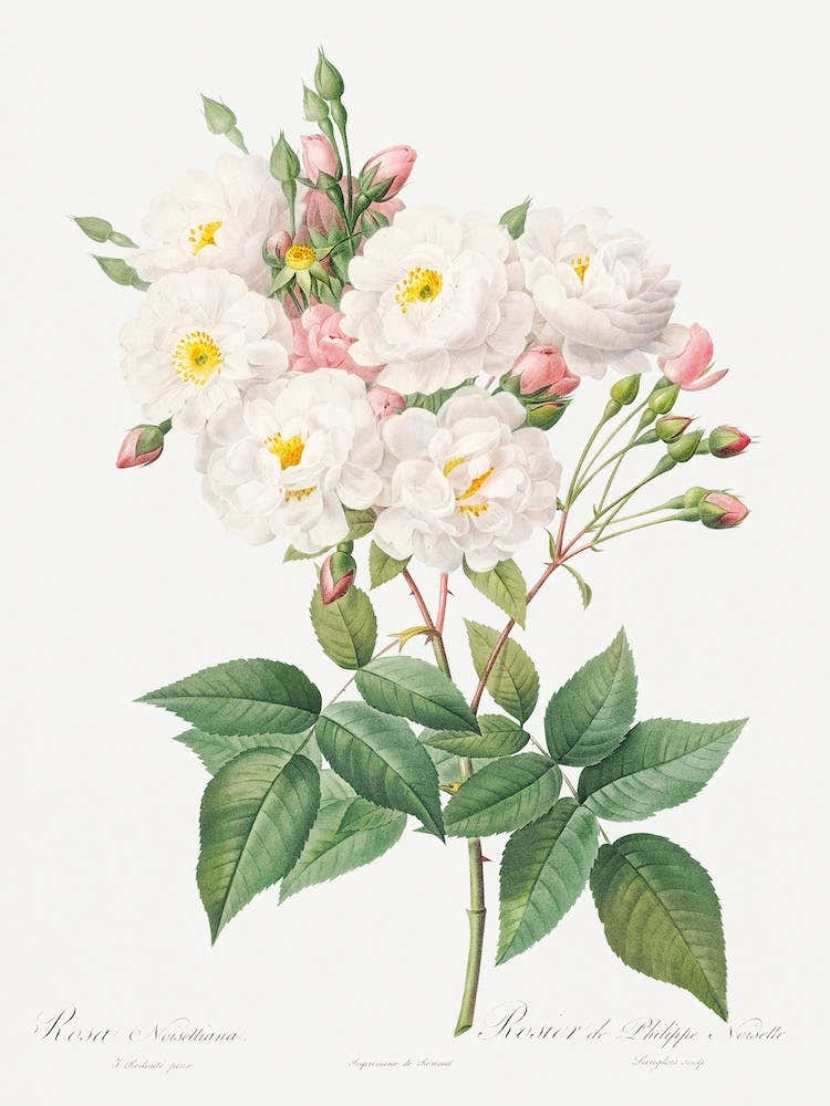 Rosa, Pierre Joseph Redoute