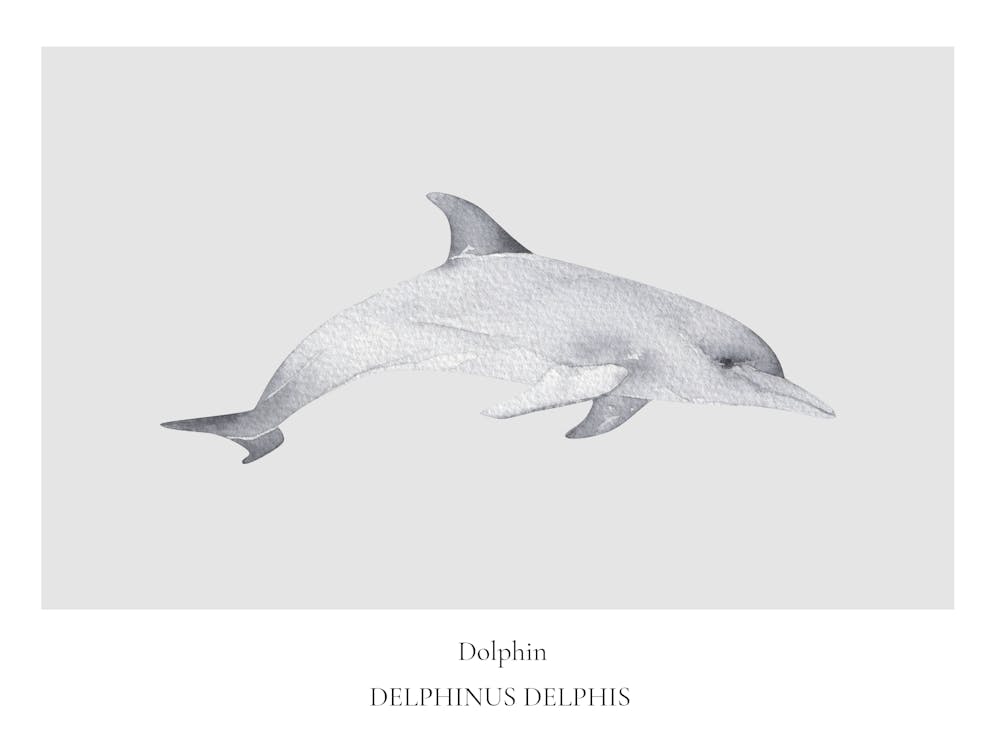 Dolphin Print