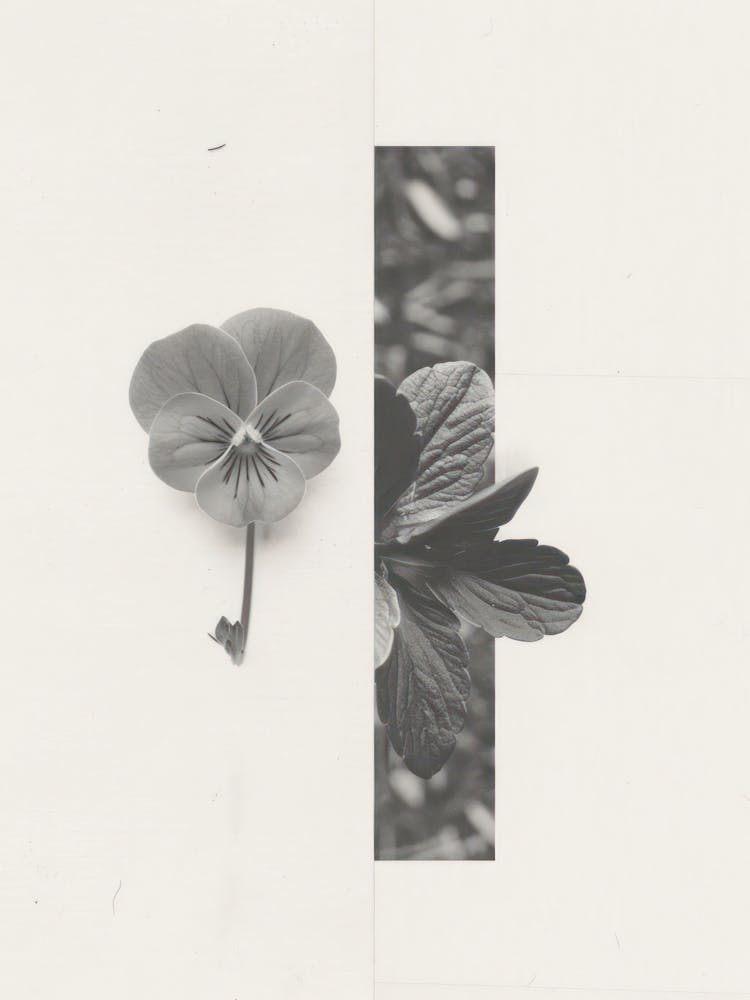 Pansy Flower Photo Collage 4