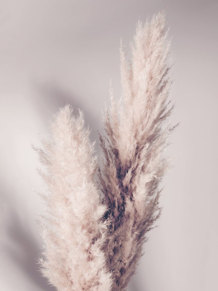 Pampas Grass Poster Beige_2156986