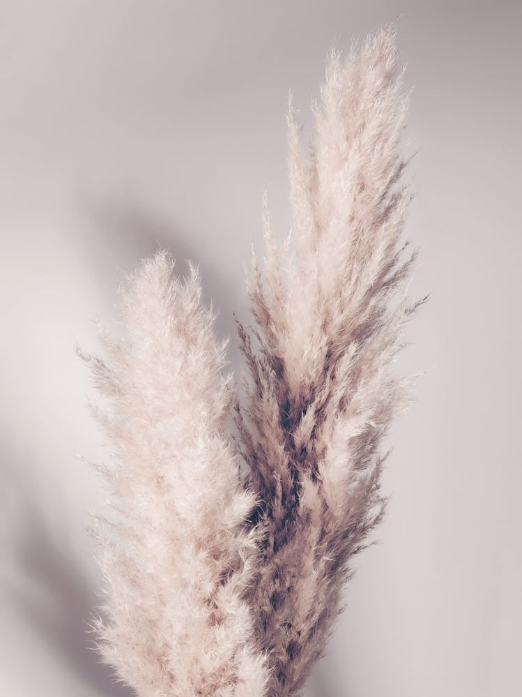 Pampas Grass Poster Beige_2156986