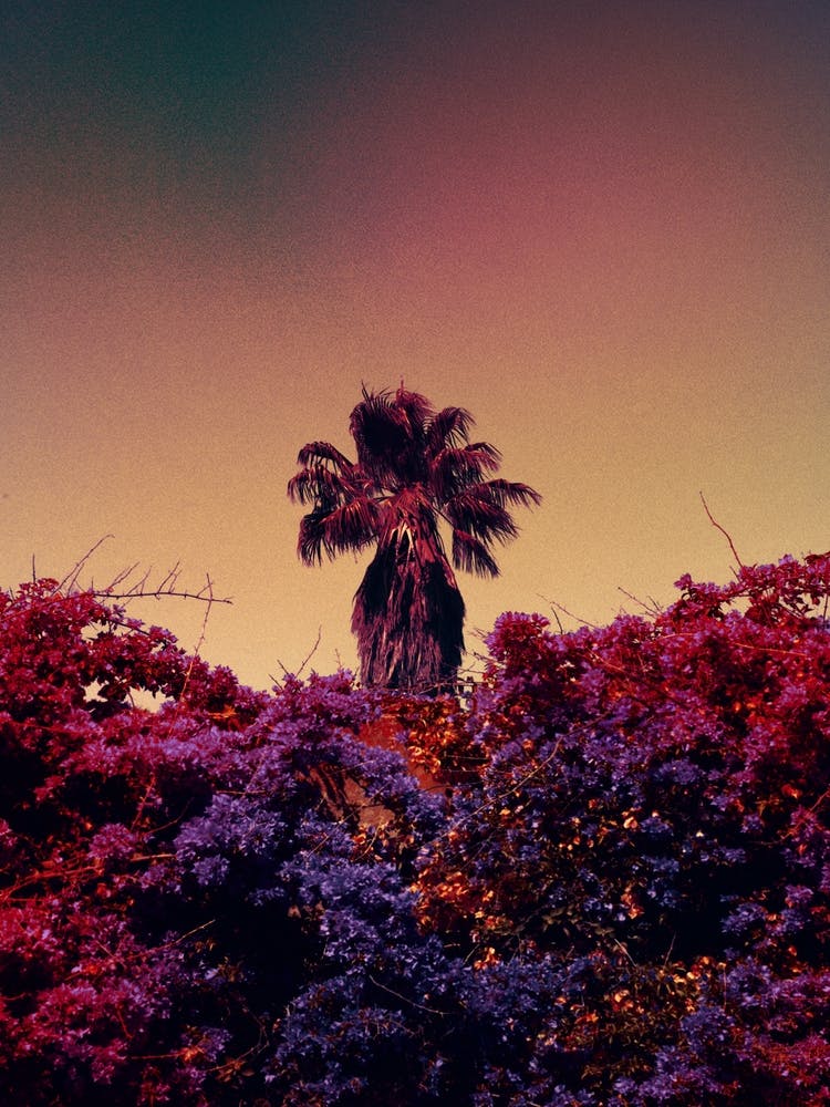 Palm Tree Print 'Oliv'