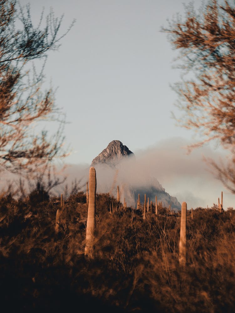 Foggy Morning In The Sonoran Desert
