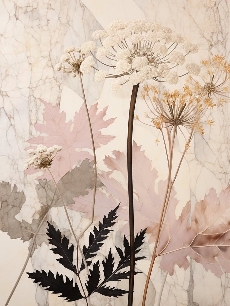 Flower Illustration Queen Annes Lace 5